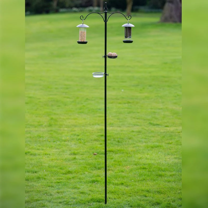 Tom Chambers - Everyday Bird Station 3 Tom Chambers - Everyday Bird Station